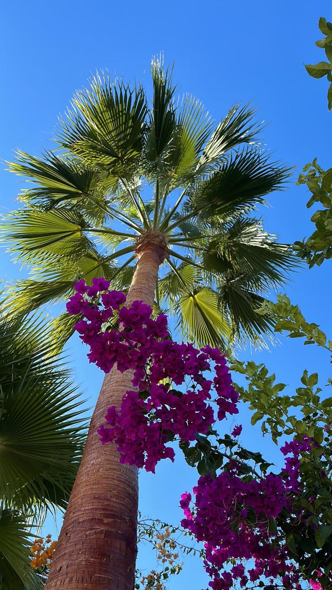 Villa La Vida En Rosa Marbella Buitenkant foto